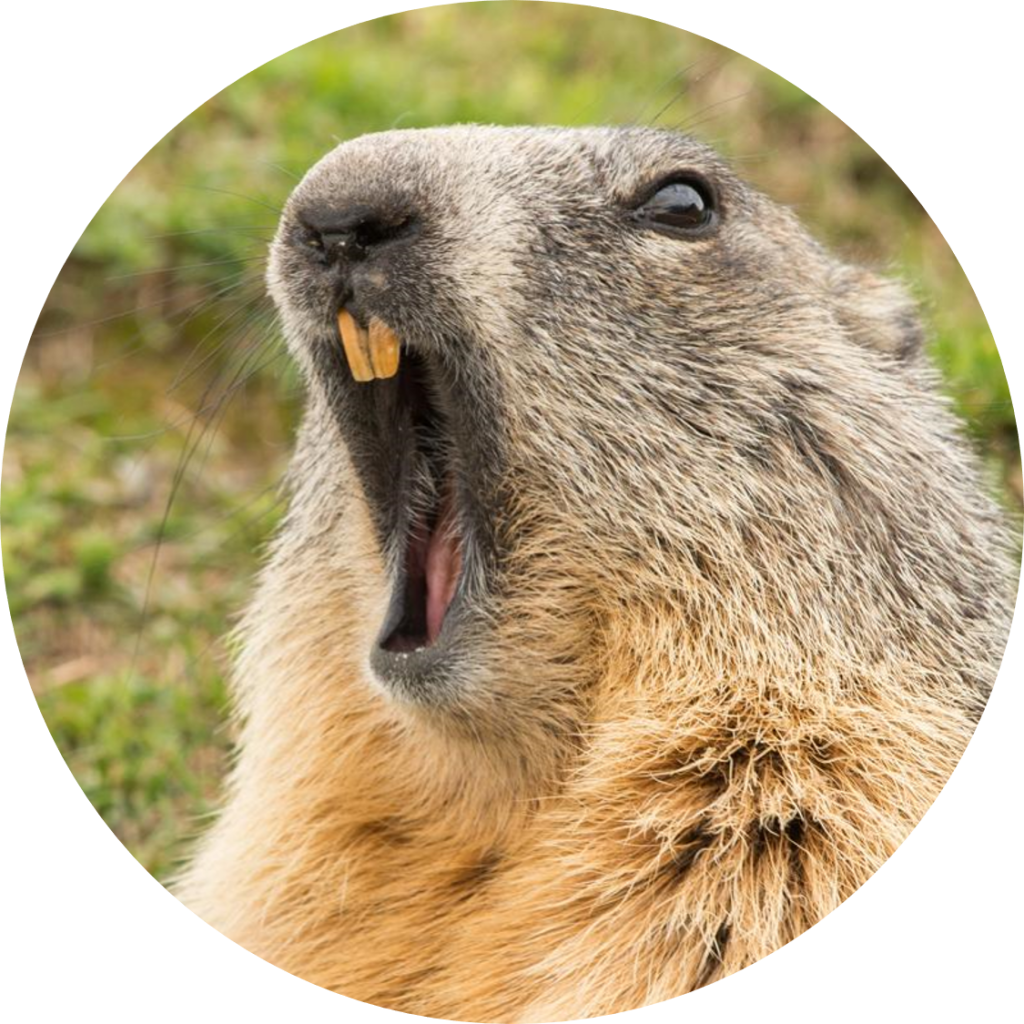 Groundhog_ Closeup_ Portrait.jpg PNG image