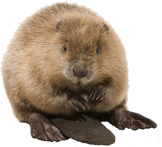 Groundhog Standing Transparent Background.png PNG image