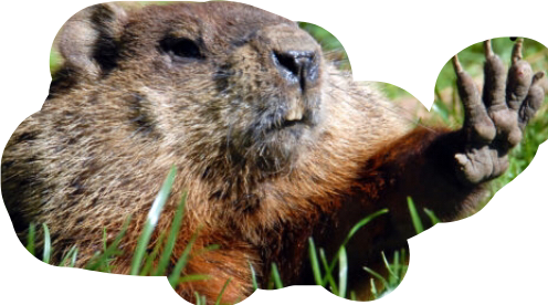 Groundhog Wavingin Grass.png PNG image