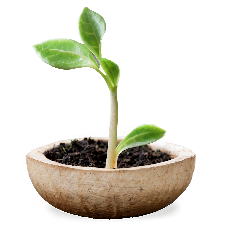 Growing Sprout Png Aeq PNG image