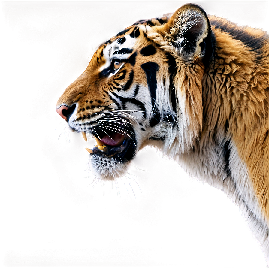 Growling Tiger Portrait Png Jub PNG image