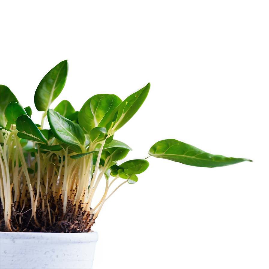 Growth Sprout Png 53 PNG image