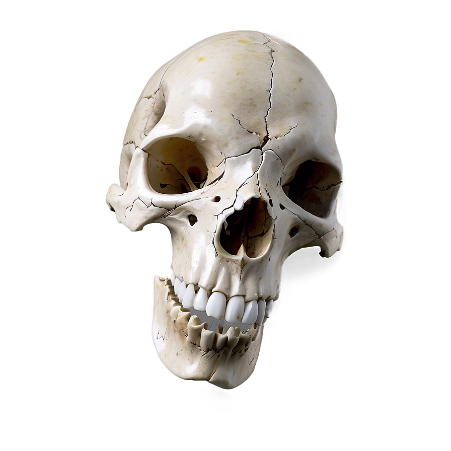 Grunge Animal Skull Png 06282024 PNG image