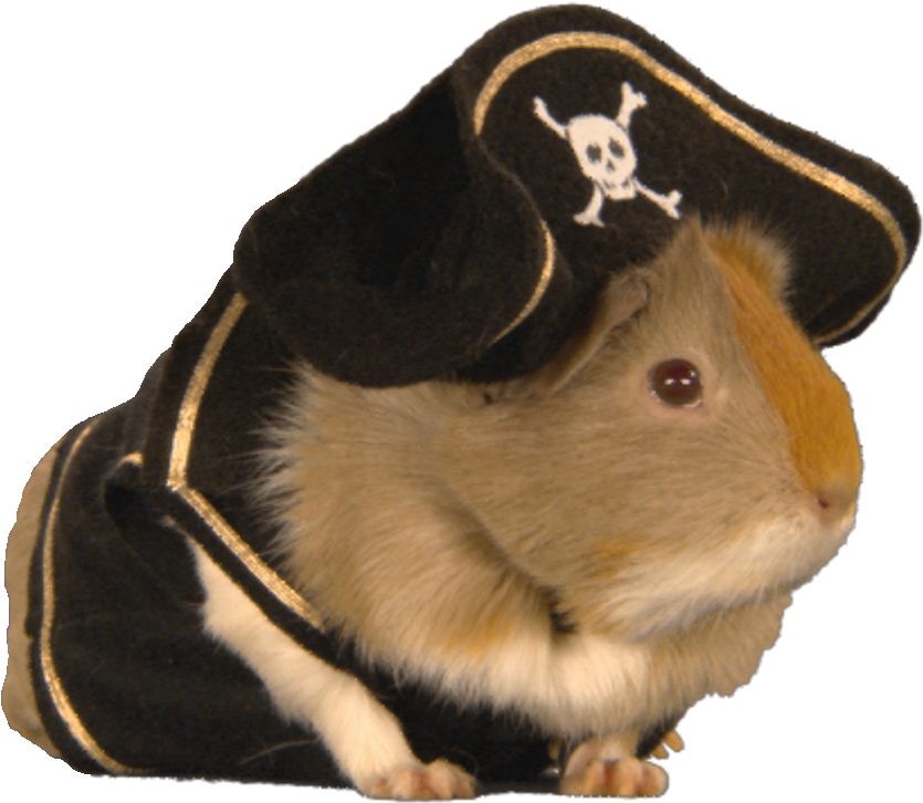 Guinea Pig Pirate Costume PNG image