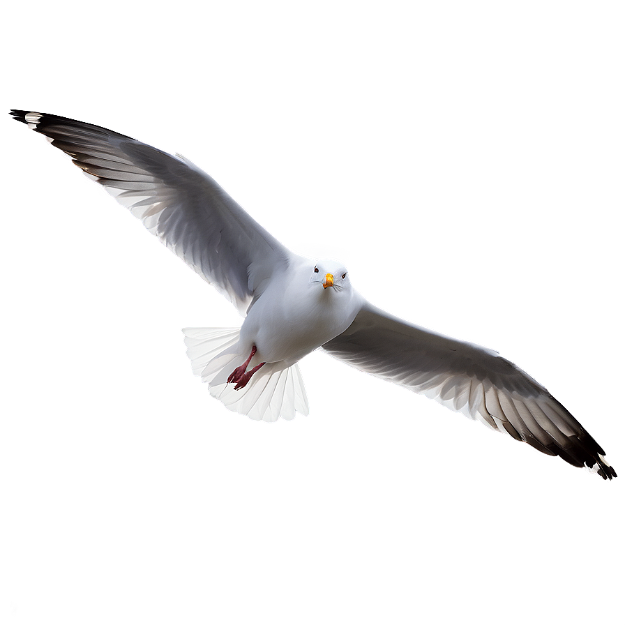 Gull Gliding In Sky Png 06122024 PNG image