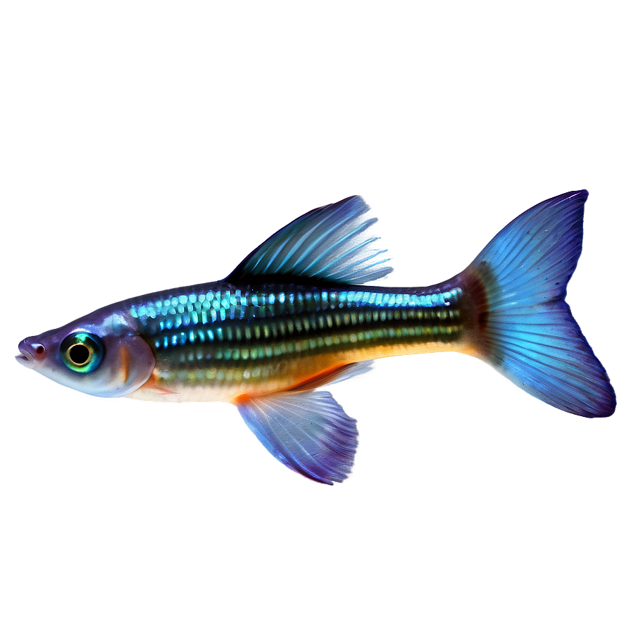 Guppy Fish Png Eis66 PNG image