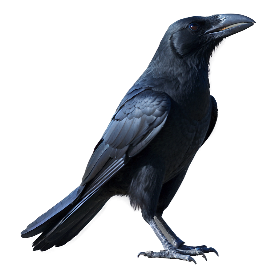 Halloween Crow Png 05232024 PNG image