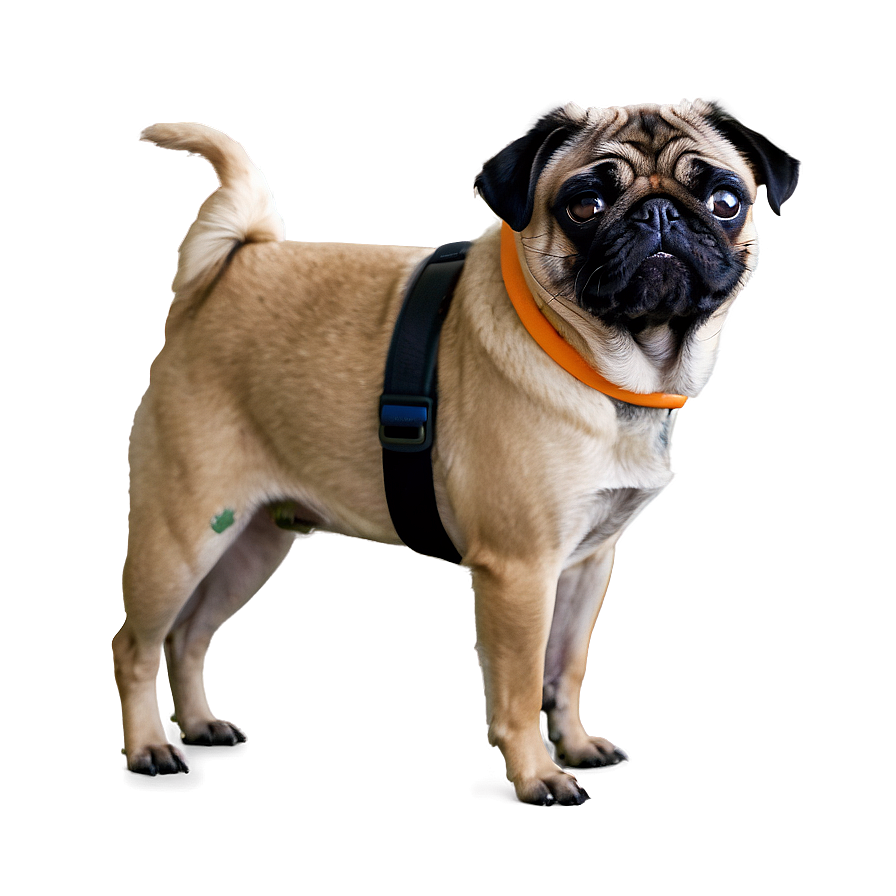 Halloween Pug Png 05232024 PNG image