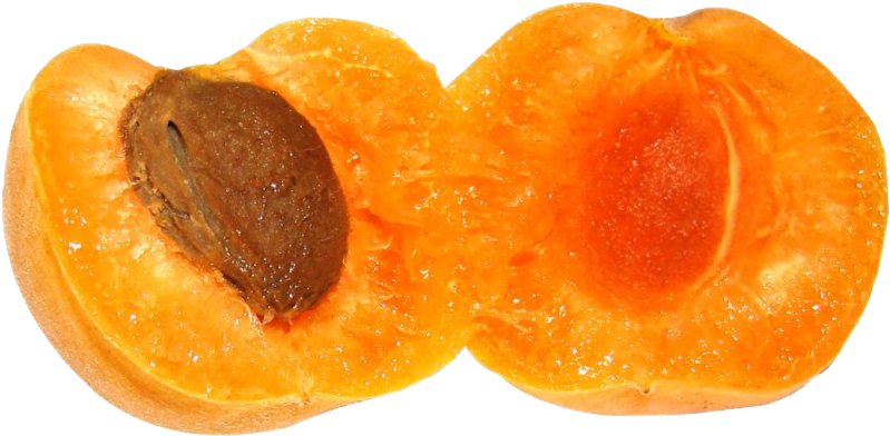 Halved Apricotwith Seed PNG image