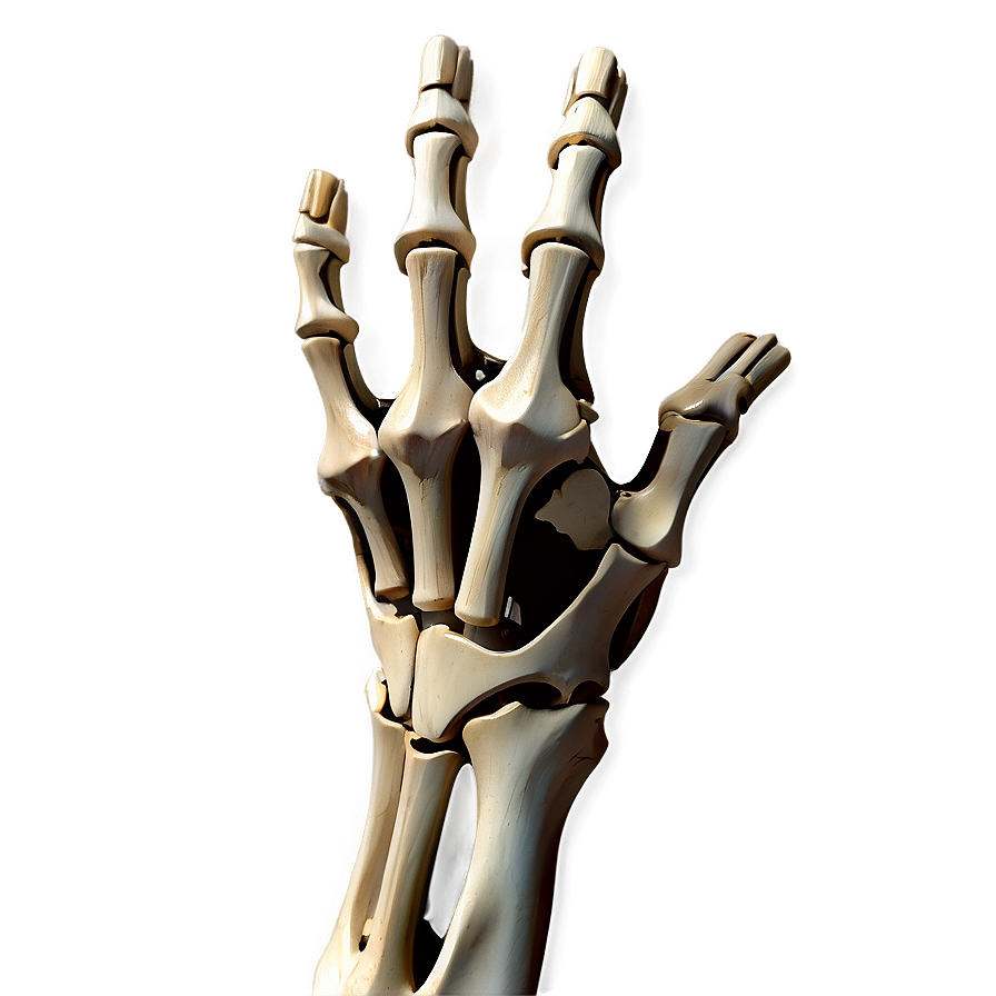 Hand And Wrist Bones Anatomy Png Idk20 PNG image