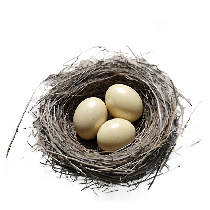 Hand Drawn Bird Nest Png Fgs3 PNG image