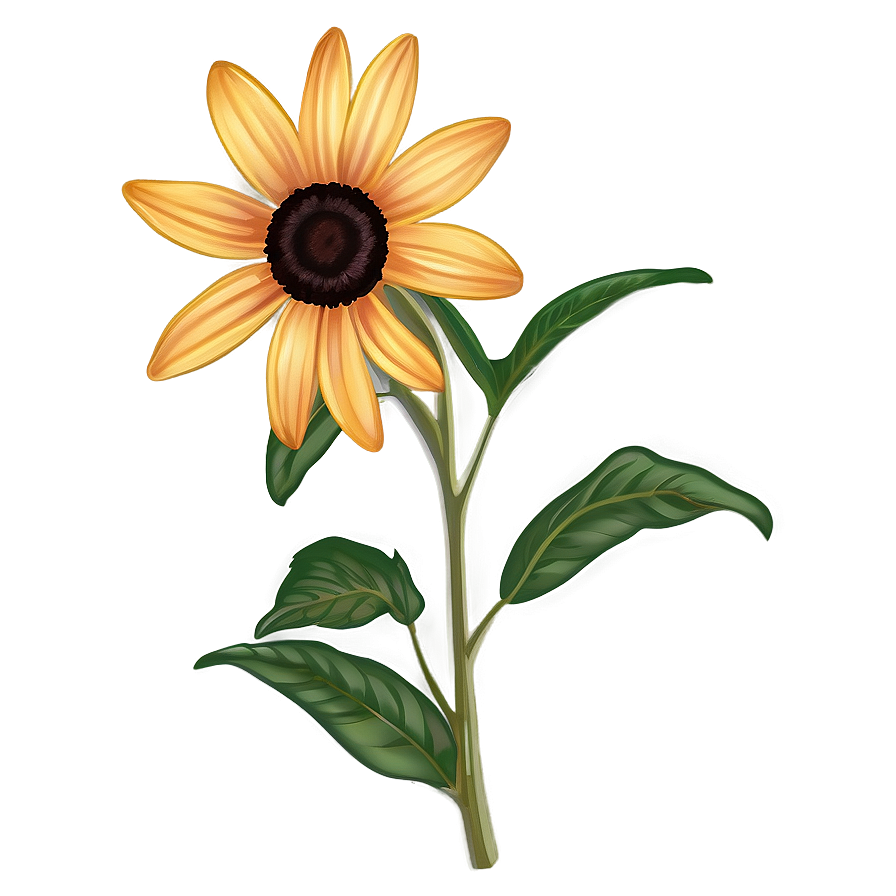 Hand Drawn Black Eyed Susan Png 21 PNG image