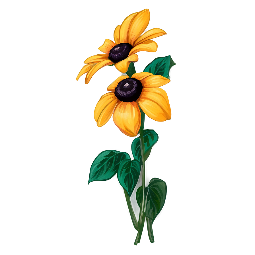 Hand Drawn Black Eyed Susan Png Xme76 PNG image