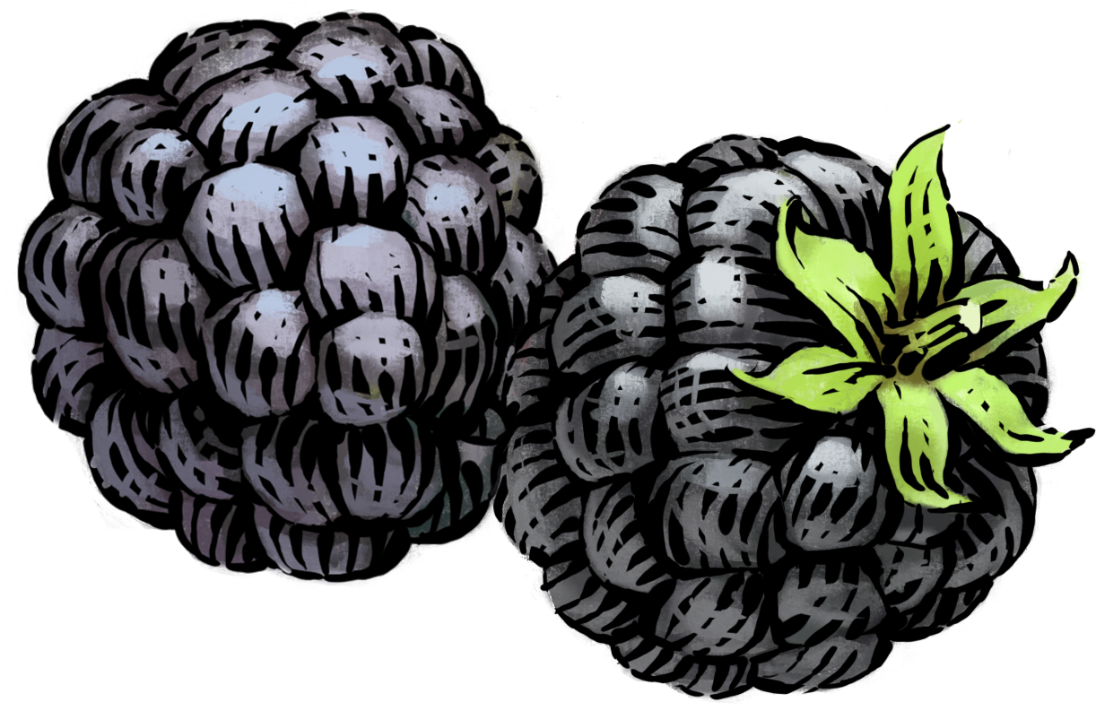 Hand Drawn Blackberries Illustration PNG image