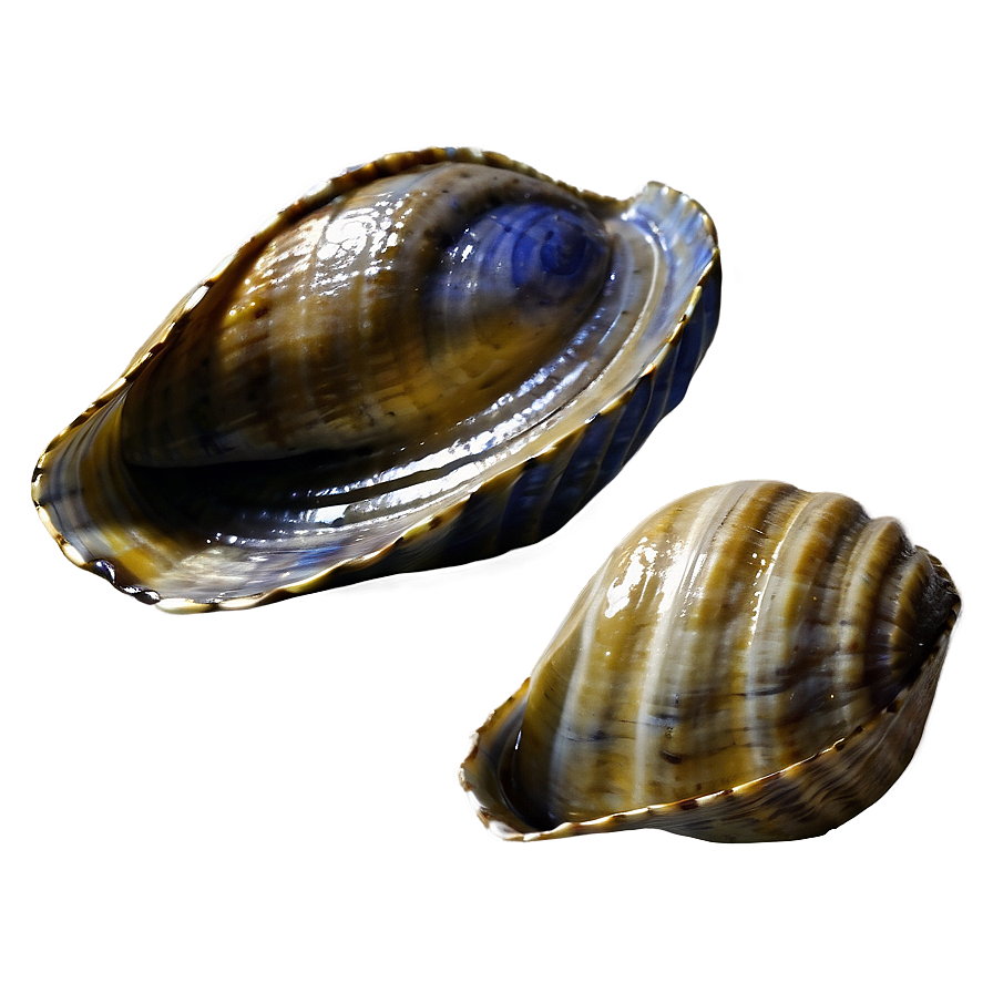 Hand-drawn Clam Sketch Png Nay PNG image