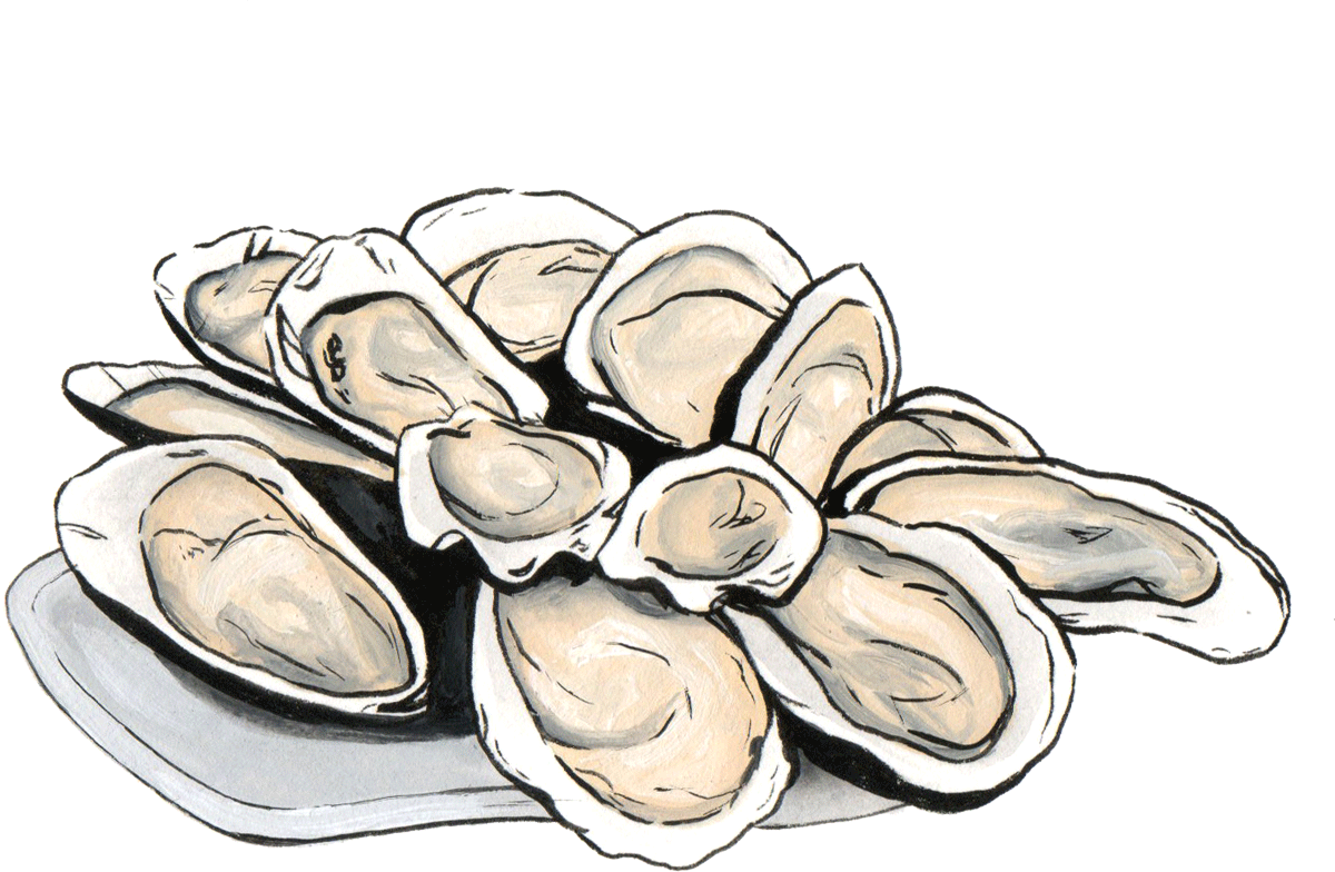 Hand Drawn Clams Illustration PNG image