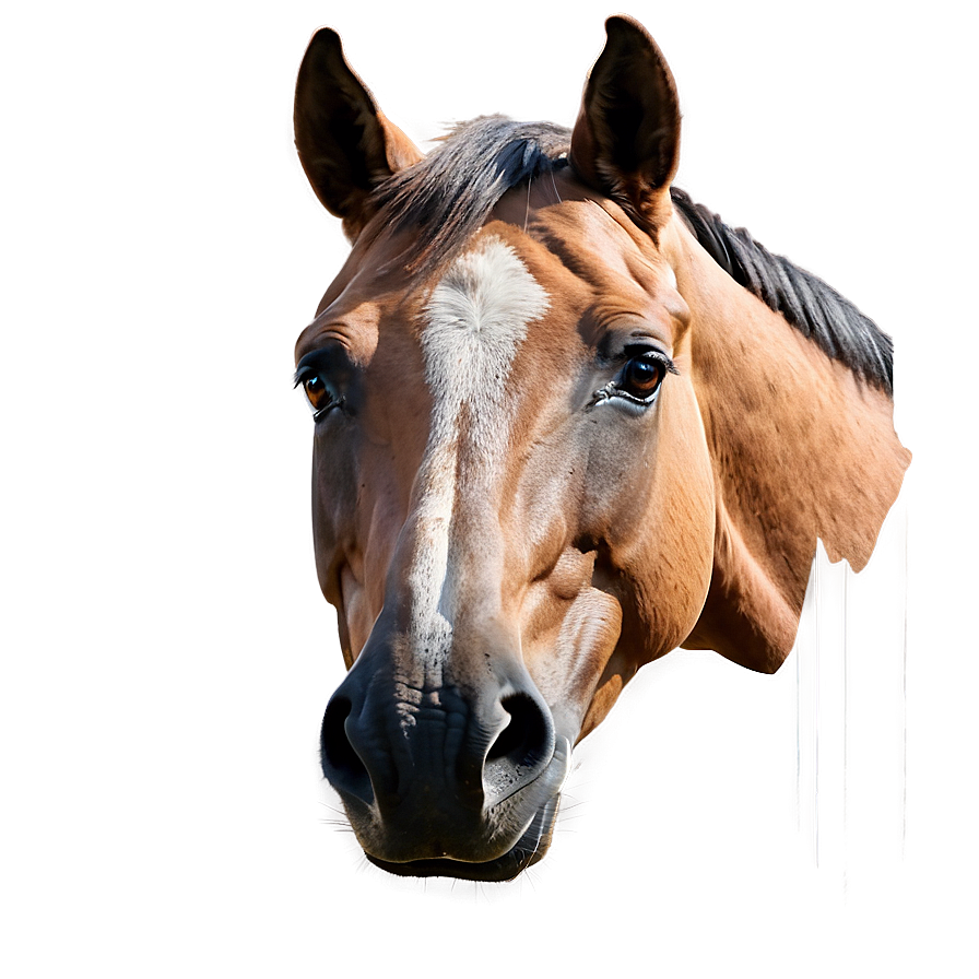 Hand Drawn Horse Head Art Png Xhd95 PNG image