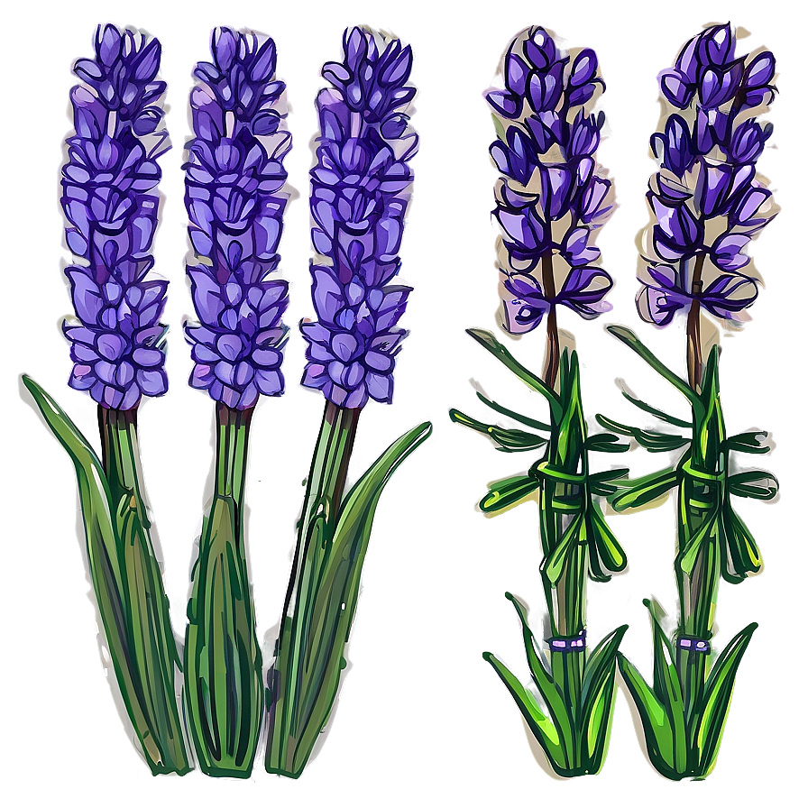 Hand Drawn Lavender Bouquet Png Owo PNG image