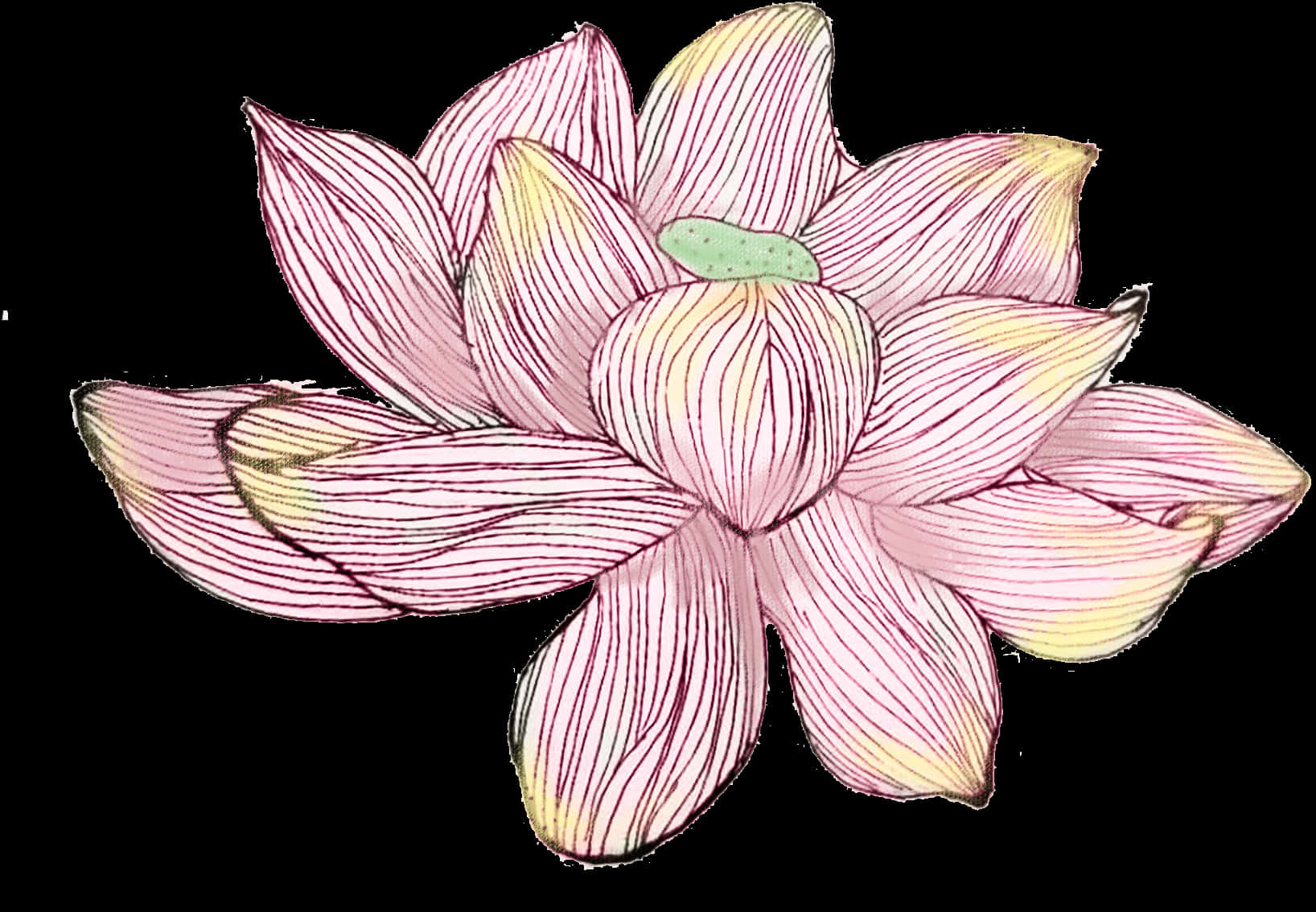 Hand Drawn Pink Lotus Flower PNG image