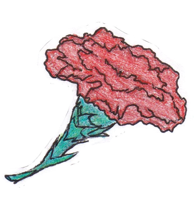 Hand Drawn Red Carnation PNG image