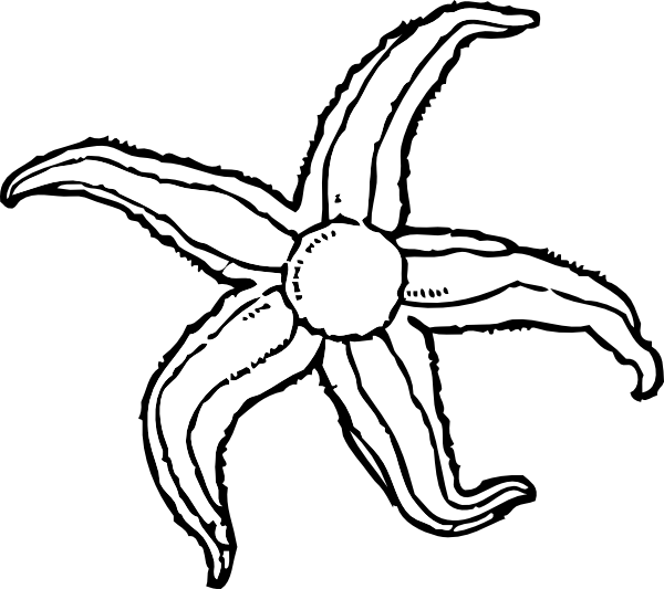 Hand Drawn_ Starfish_ Clipart PNG image