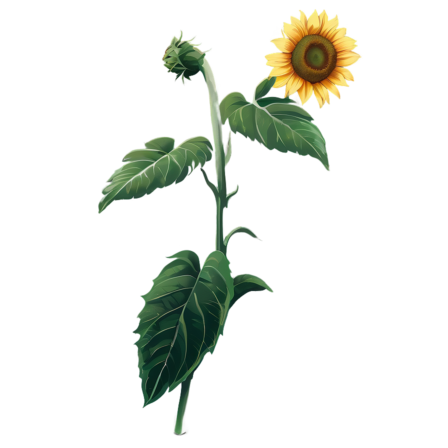 Hand Drawn Sunflower Png 05252024 PNG image