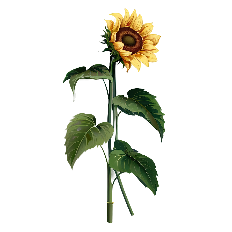 Hand Drawn Sunflower Png 05252024 PNG image