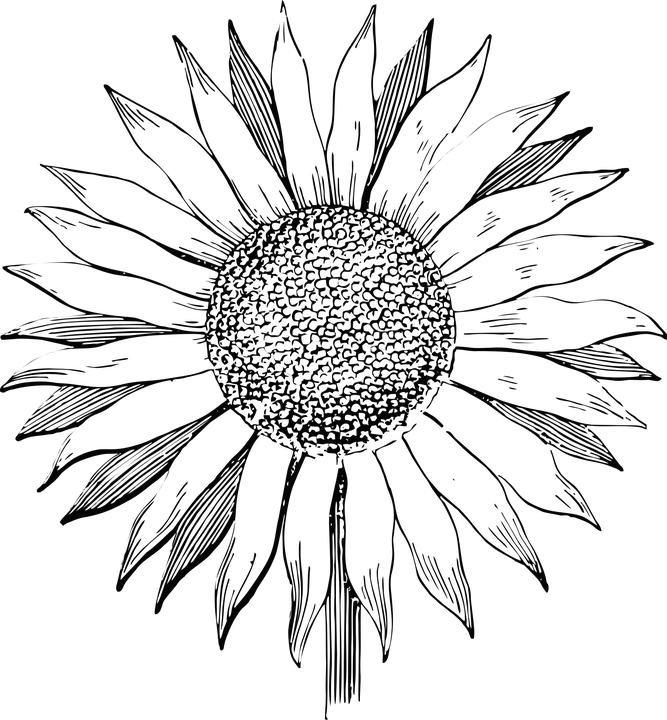 Hand Drawn Sunflower Vector Art PNG image