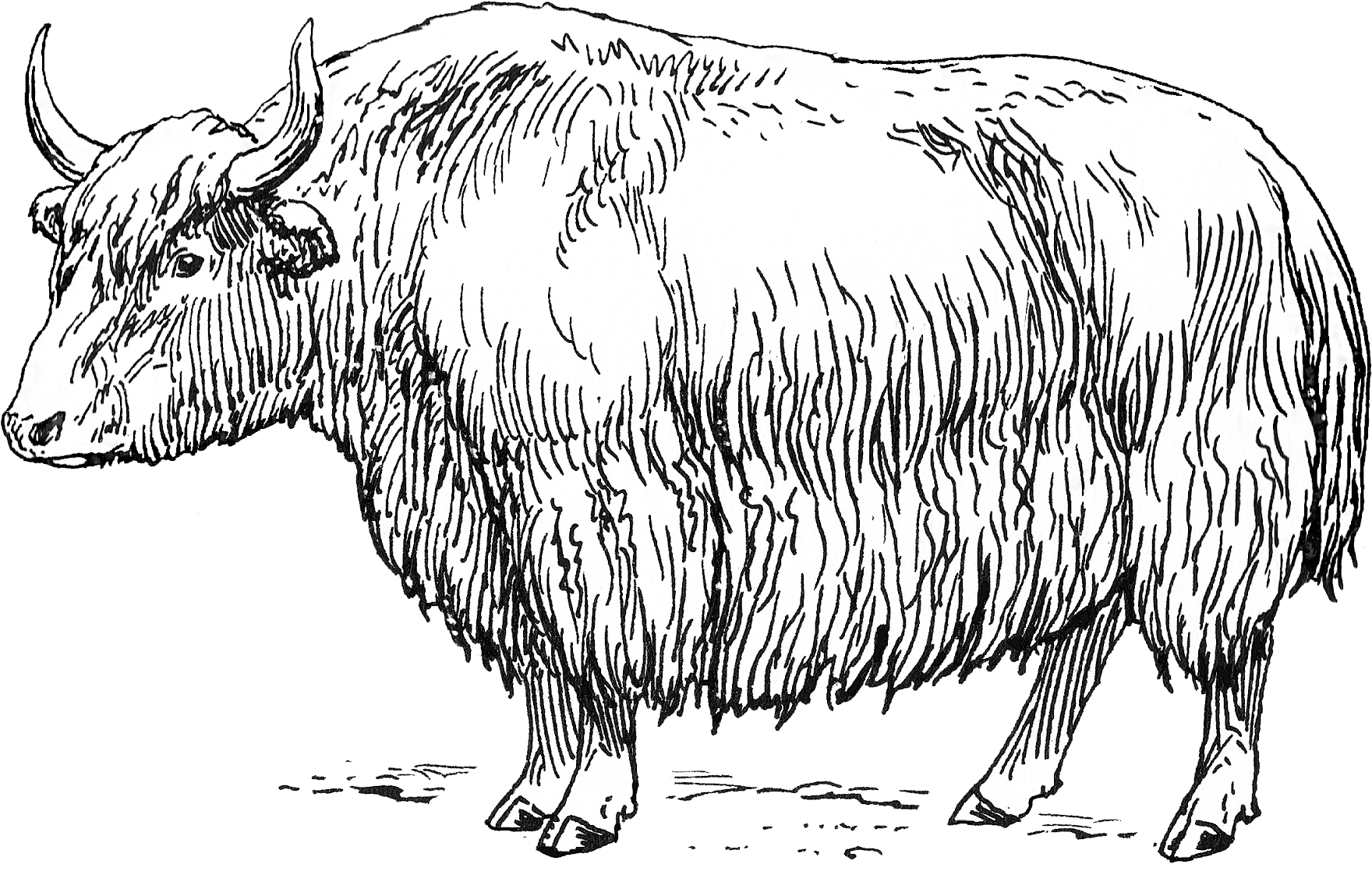 Hand Drawn Yak Illustration PNG image