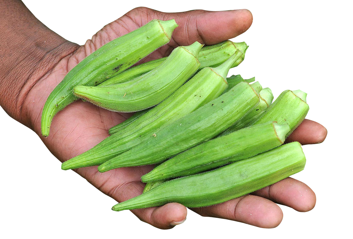 Hand Holding Fresh Okra PNG image