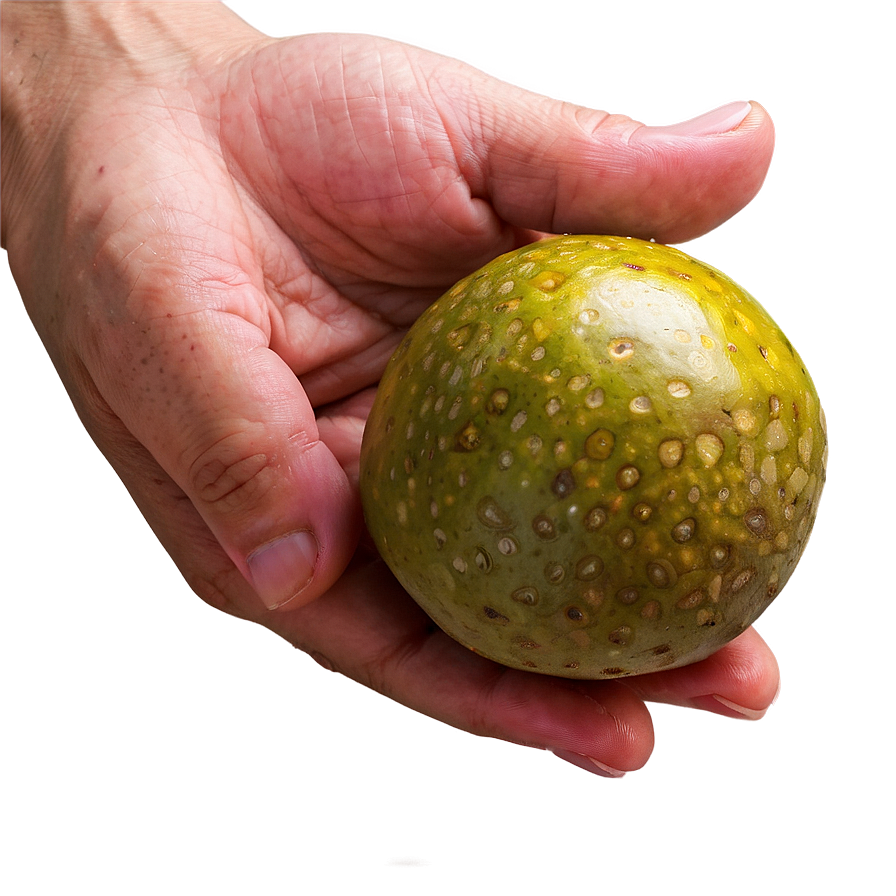 Hand Holding Passion Fruit Png 06252024 PNG image