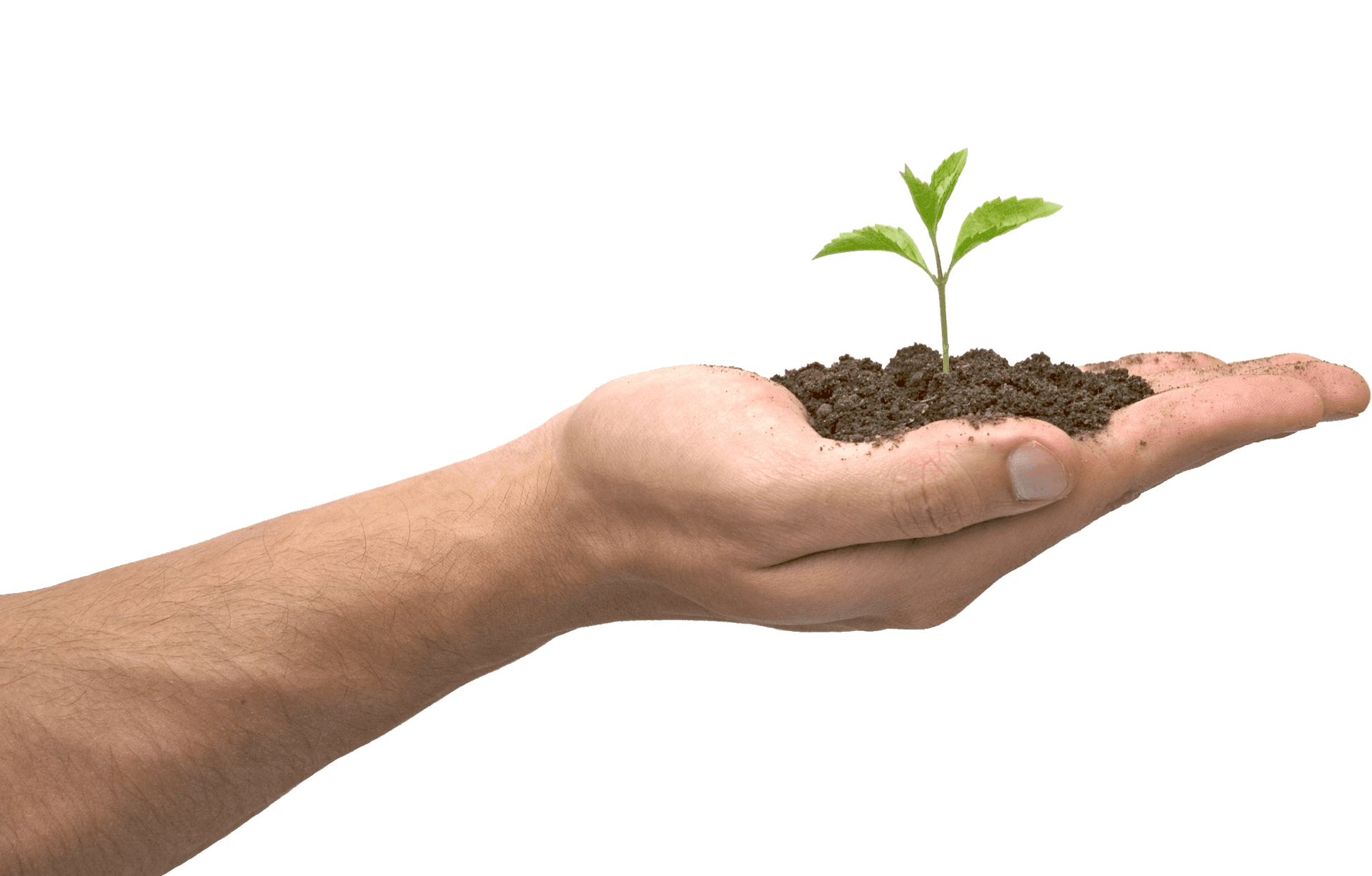 Hand Holding Soil With Sprout PNG image