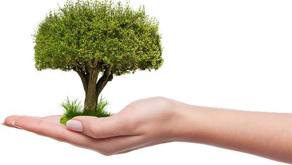 Hand Holding Tree Concept PNG image