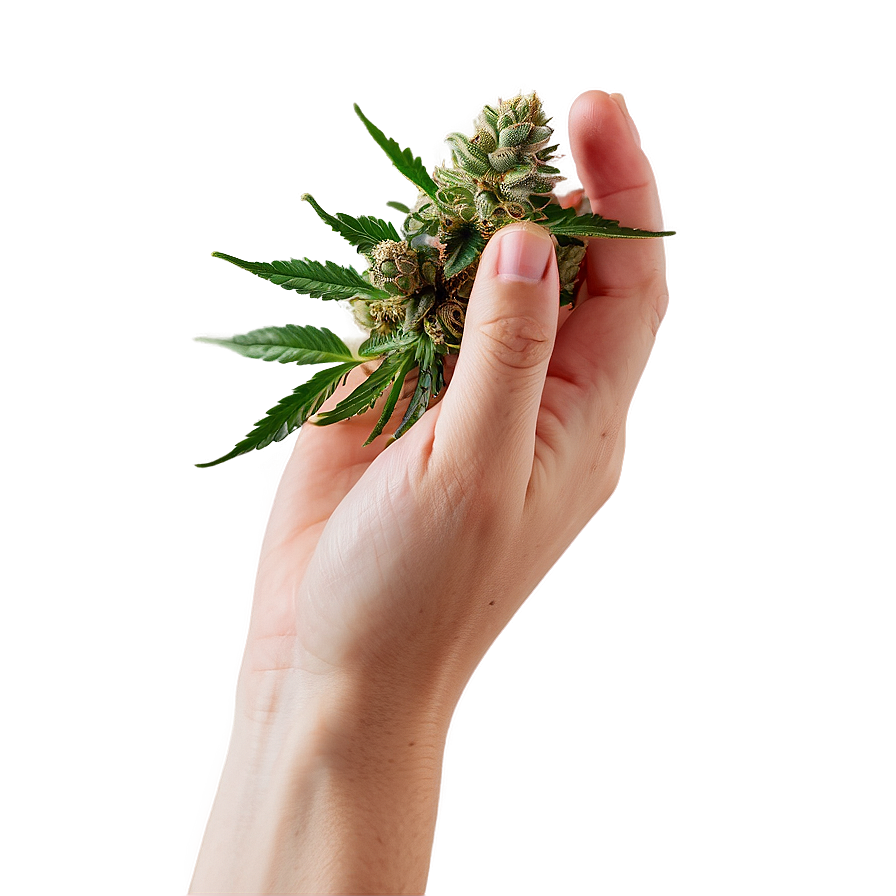 Hand Holding Weed Png 05032024 PNG image
