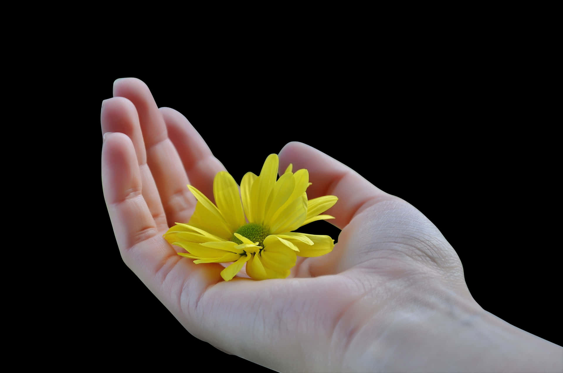 Hand Holding Yellow Flower Black Background PNG image