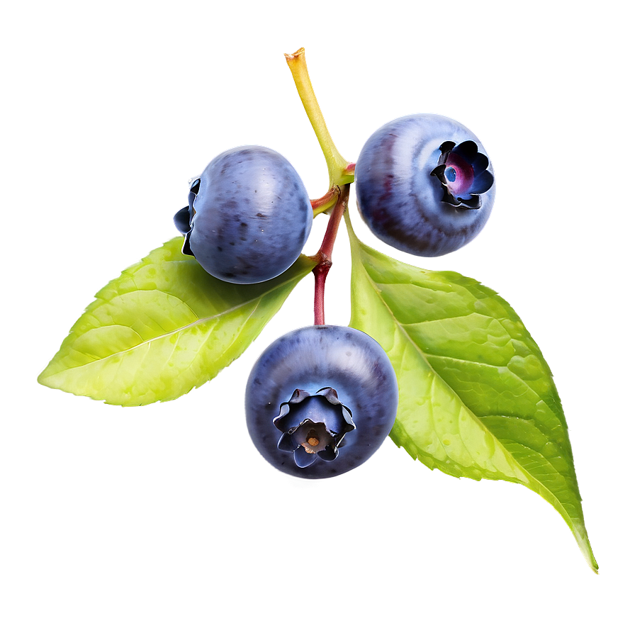 Hand-picked Blueberry Png 05212024 PNG image