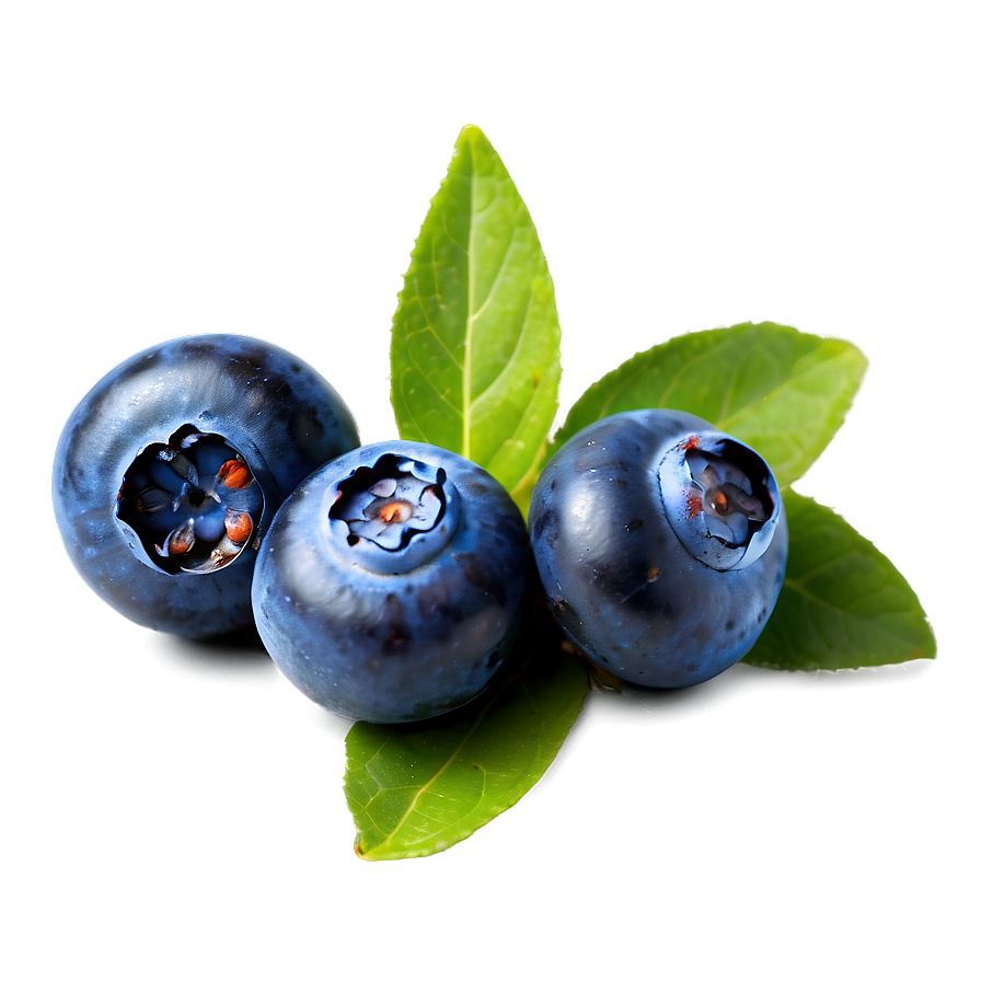 Hand-picked Blueberry Png 05212024 PNG image