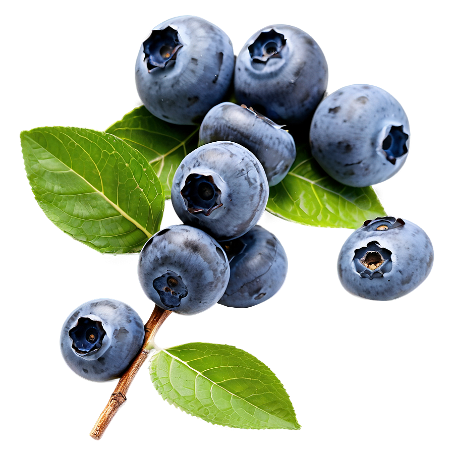 Hand-picked Blueberry Png 05212024 PNG image