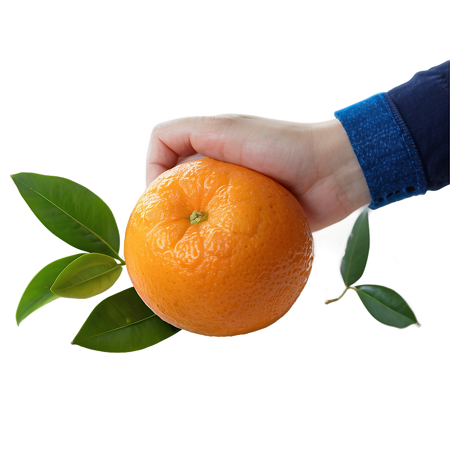 Hand-picked Orange Fruit Png 05032024 PNG image