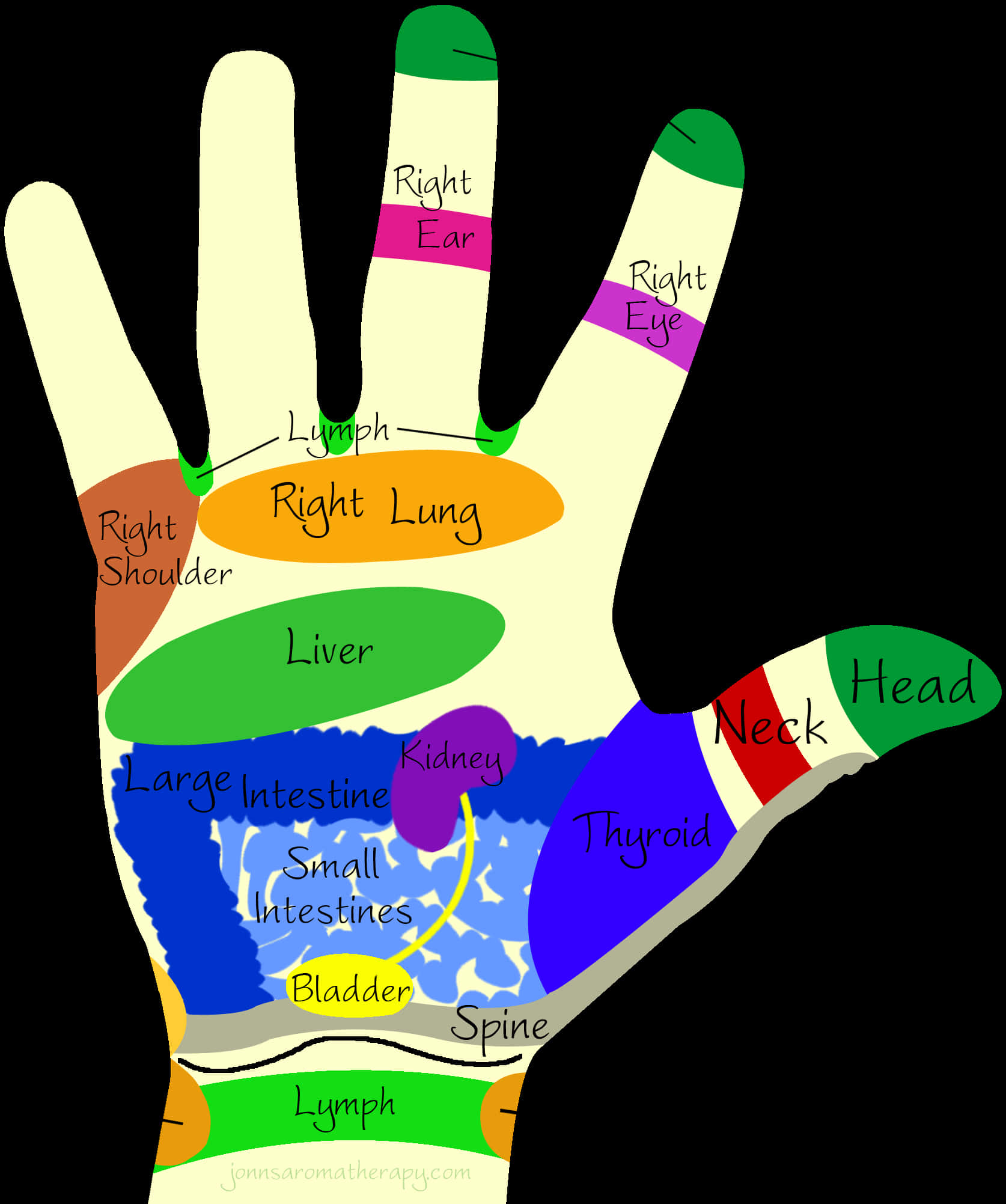 Hand Reflexology Chart PNG image