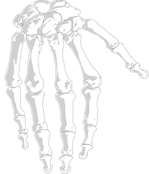Hand Skeleton Illustration PNG image