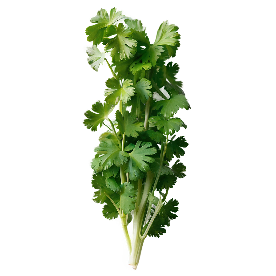 Handful Of Cilantro Png Fwd59 PNG image