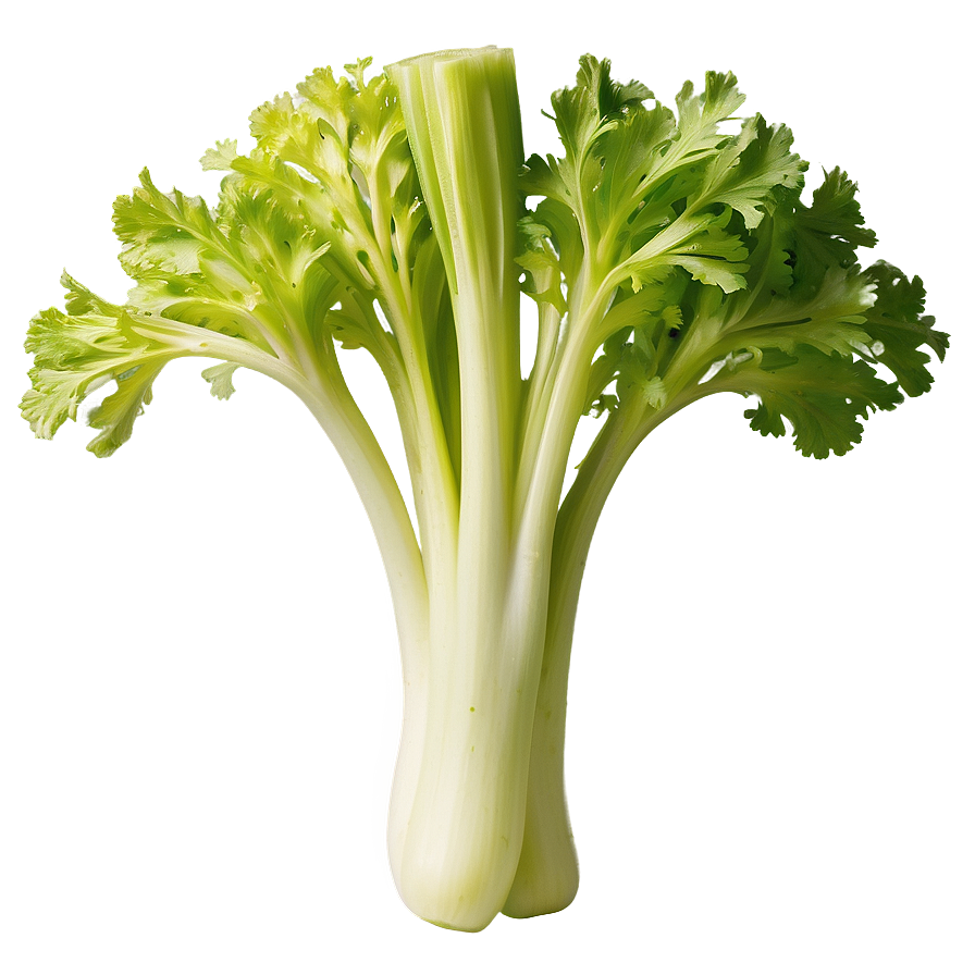 Handpicked Celery Png 06252024 PNG image