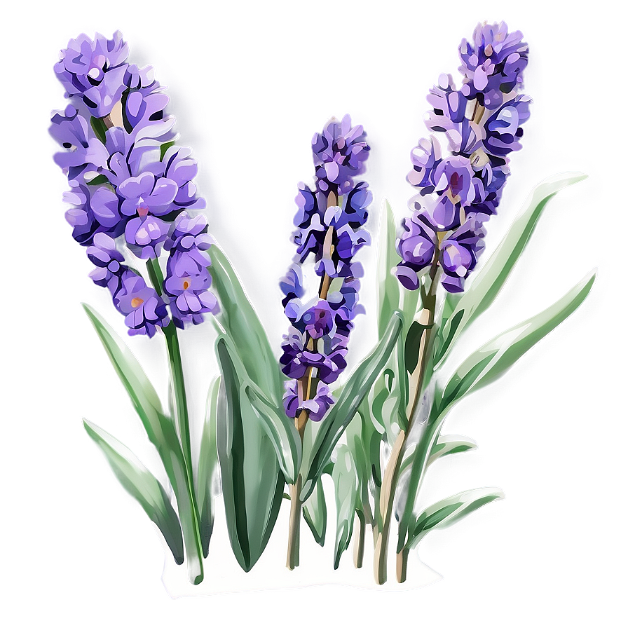 Handpicked Lavender Png 06132024 PNG image