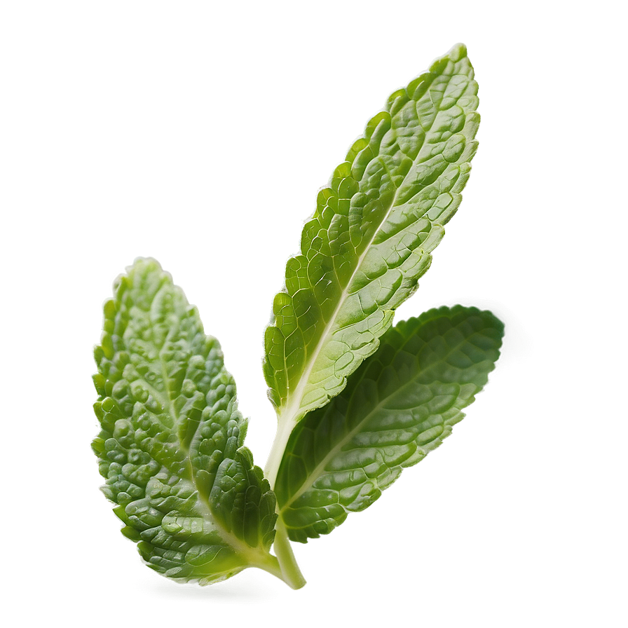 Handpicked Mint Leaves Png 36 PNG image