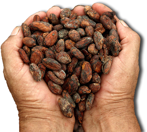 Hands Holding Cacao Beans PNG image