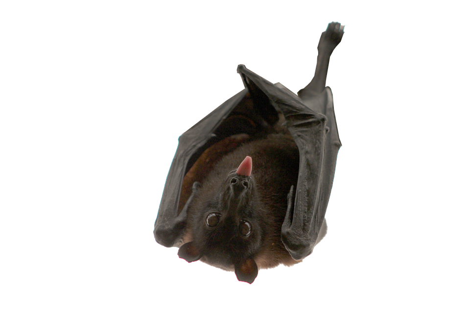 Hanging Bat Transparent Background PNG image