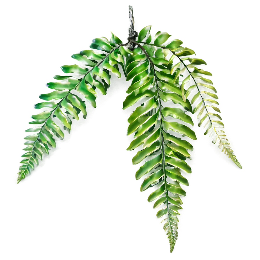 Hanging Fern Leaf Decoration Png Jbj PNG image