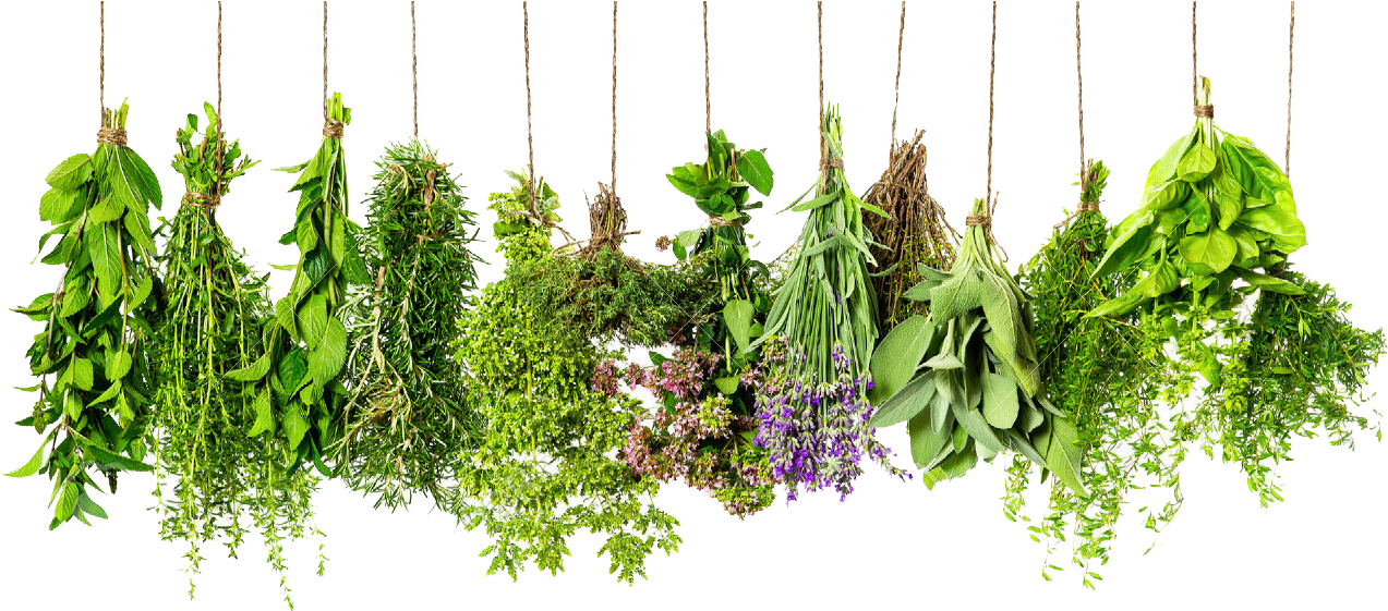 Hanging Fresh Herbs PNG image