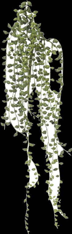 Hanging Green Stringof Pearls Plant PNG image